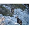 Image 5 : 3-DAY BALKAN CHAMOIS HUNT IN CROATIA FOR 1 HUNTER AND 1 NON-HUNTER
