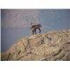 Image 7 : 3-DAY BALKAN CHAMOIS HUNT IN CROATIA FOR 1 HUNTER AND 1 NON-HUNTER