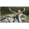 6-DAY GREDOS IBEX & IBERIAN MOUFLON SHEEP HUNT 1X1 GUIDED FOR 1 HUNTER AND 1 NON-HUNTER