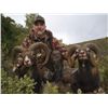 Image 5 : 6-DAY GREDOS IBEX & IBERIAN MOUFLON SHEEP HUNT 1X1 GUIDED FOR 1 HUNTER AND 1 NON-HUNTER