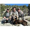 Image 7 : 6-DAY GREDOS IBEX & IBERIAN MOUFLON SHEEP HUNT 1X1 GUIDED FOR 1 HUNTER AND 1 NON-HUNTER