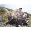 Image 8 : 6-DAY GREDOS IBEX & IBERIAN MOUFLON SHEEP HUNT 1X1 GUIDED FOR 1 HUNTER AND 1 NON-HUNTER