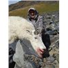 Image 10 : 9-DAY ALASKAN HUNT FOR 2 MOUNTAIN GOATS AND 1 SITKA BLACKTAIL DEER FOR 1 HUNTER