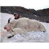 Image 13 : 9-DAY ALASKAN HUNT FOR 2 MOUNTAIN GOATS AND 1 SITKA BLACKTAIL DEER FOR 1 HUNTER