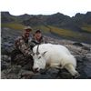 Image 9 : 9-DAY ALASKAN HUNT FOR 2 MOUNTAIN GOATS AND 1 SITKA BLACKTAIL DEER FOR 1 HUNTER