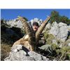 Image 6 : 12-DAY FANTASTIC 4 SPANISH IBEX HUNT FOR 1 HUNTER & 1 NON-HUNTER
