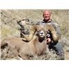 Image 2 : STATE OF MONTANA BIGHORN SHEEP LICENSE