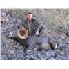 Image 8 : DESERT BIGHORN SHEEP PERMIT & HUNT EL VIZCAINO BIOSPHERE RESERVE, BAJA CALIFORNIA SUR,