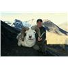 Image 1 : 12-DAY DALL’S SHEEP HUNT FOR 1 HUNTER