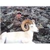 Image 8 : 12-DAY DALL’S SHEEP HUNT FOR 1 HUNTER