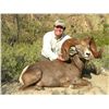 Image 4 : CARMEN ISLAND, MEXICO, DESERT BIGHORN SHEEP PERMIT