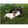 Image 4 : ALASKA CHUGACH DALL’S SHEEP PERMIT