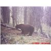 Image 2 : 10-DAY BROWN BEAR & BLACK BEAR HUNT FOR 1 HUNTER