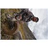 Image 10 : 12-DAY STONE’S SHEEP HUNT IN NORTHERN BRITISH COLUMBIA FOR 1 HUNTER
