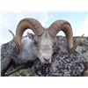 Image 11 : 12-DAY STONE’S SHEEP HUNT IN NORTHERN BRITISH COLUMBIA FOR 1 HUNTER