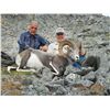 Image 3 : 12-DAY STONE’S SHEEP HUNT IN NORTHERN BRITISH COLUMBIA FOR 1 HUNTER