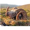 Image 4 : 12-DAY STONE’S SHEEP HUNT IN NORTHERN BRITISH COLUMBIA FOR 1 HUNTER