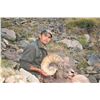 Image 8 : WYOMING ROCKY MOUNTAIN BIGHORN SHEEP LICENSE