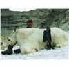 Image 1 : 10-DAY MOUNTAIN GOAT HUNT FOR 1 HUNTER
