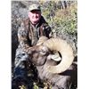 Image 2 : COLORADO ROCKY MOUNTAIN BIGHORN SHEEP LICENSE