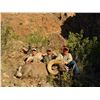 Image 2 : DESERT BIGHORN SHEEP ON THE ARMENDARIS RANCH IN NEW MEXICO FOR 1 HUNTER