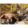 2014 WYOMING GAME & FISH COMMISSIONER’S BULL ELK TAG OUTFITTED WITH A 7-DAY HUNT FOR 1 HUNTER & 1 NO