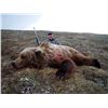 Image 2 : 8-DAY MOOSE/GRIZZLY HUNT COMBO FOR 1 HUNTER