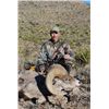 Image 2 : CHIHUAHUA DESERT BIGHORN SHEEP PERMIT