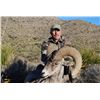 Image 3 : CHIHUAHUA DESERT BIGHORN SHEEP PERMIT