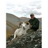 Image 8 : 12-DAY DALL’S SHEEP HUNT IN THE NORTHWEST TERRITORIES FOR 1 HUNTER & 1 NON-HUNTER WITH MOUNTAIN CARI