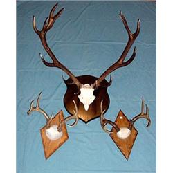 ELK AND DEER MOUNTED ANTLERS