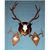 Image 1 : ELK AND DEER MOUNTED ANTLERS