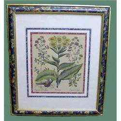 SIX HANDCOLORED BOTANICAL PRINTS