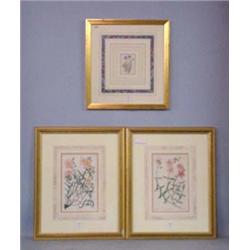THREE BOTANICAL PRINTS