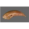 Image 1 : Large Animal Claw.