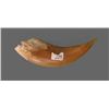 Image 2 : Large Animal Claw.