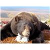 Image 4 : Alaskan Black Bear Hunt