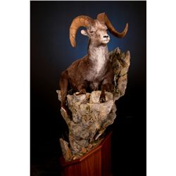 Life-Size North American Sheep Mount with Hardwood Base and Habitat