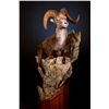 Image 1 : Life-Size North American Sheep Mount with Hardwood Base and Habitat