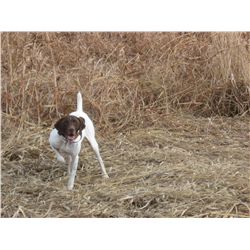 Chukar Hunt over Pointers