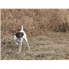 Image 1 : Chukar Hunt over Pointers