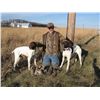 Image 2 : Chukar Hunt over Pointers