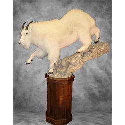 Taxidermy Service for Large Life-Size Mount #2