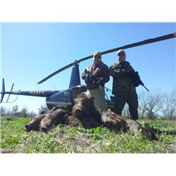 Helicopter Hog Hunting