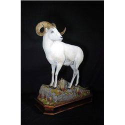 Taxidermy Certificate for Life Size Sheep, Goat or Bear Mount