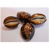 Image 1 : 4 Brown Top Cowries SeaShells