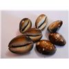 Image 1 : 7 Brown Top Cowries Sea Shells