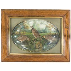 Vintage Taxidermy Game Bird Display