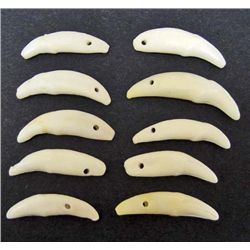 LOT OF 10 COYOTE TEETH - TAXIDERMY - JEWELRY