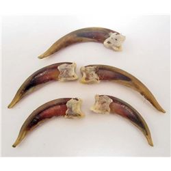 LOT OF 5 BADGER CLAWS - TAXIDERMY